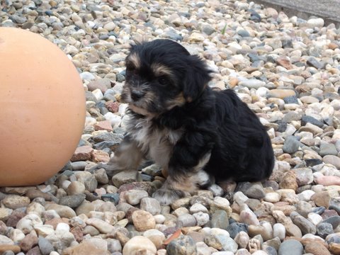 Balou (Malteser, Yorkshire Terrier) Malteser Yorkshire Terrier 